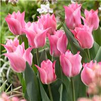 Tulipa Miss Elegance - Pack of 6