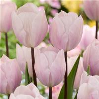 Tulipa Silver Cloud - Pack of 6