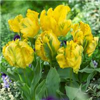 Tulipa Goldrace - Pack of 6