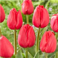 Tulipa Red Stone - Pack of 6