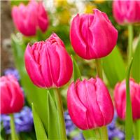 Tulipa Queen Jewel - Pack of 6