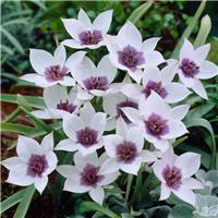 Tulip Humilis Alba Coerulea Oculata - Pack of 6