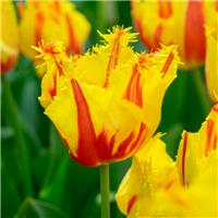 Tulip Party Clown- Pack of 6