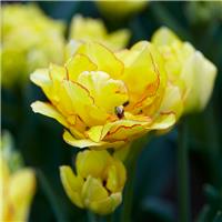 Tulipa Aquila - Pack of 6