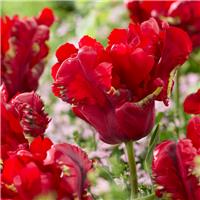 Tulipa Seadov Parrot - Pack of 6