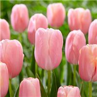 Tulipa Menton - Pack of 6