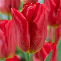 Tulipa Strong Fire - Pack of 6