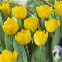 Tulipa Marie Jo - Pack of 6