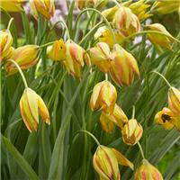 Tulipa Flava - Pack of 6