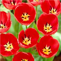 Tulipa Van Eijk - Pack of 6
