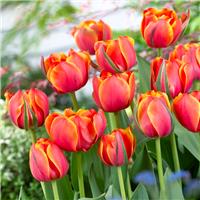 Tulipa Queensday- Pack of 6