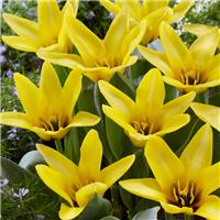 Tulipa Partitura - Pack of 6