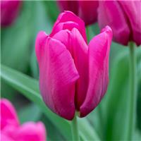 Tulipa Passio Fuchsi - Pack of 6