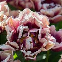 Tulipa Wyndham - Pack of 6