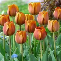 Tulipa Cairo- Pack of 6
