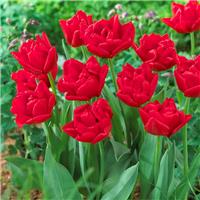 Tulipa Largo - Pack of 6