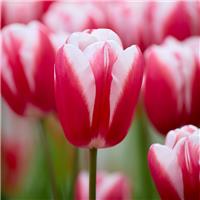 Tulipa Aomori- Pack of 6