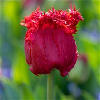 Tulipa Barbados - Pack of 6