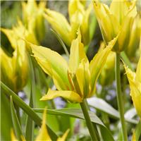 Tulipa Green Mile - Pack of 6