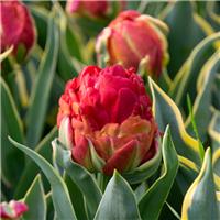 Tulipa Ice Cream Sorbet - Double-Flowered Tulip - Pack of 6