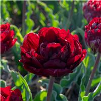 Tulipa Uncle Tom - Pack of 6