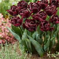 Tulipa Canyon - Pack of 6