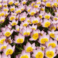 Tulipa Lilac Wonder - Pack of 6