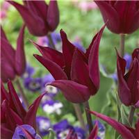 Tulipa Purple Heart - Pack of 6