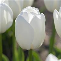 Tulipa Hakuun - Pack of 6