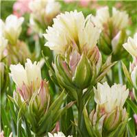 Tulipa Mystery Valley - Pack of 6