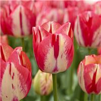 Tulipa Spryng Break - Pack of 6