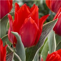 Tulipa Rob Verlinden - Pack of 6
