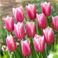 Tulipa Kodima - Pack of 6