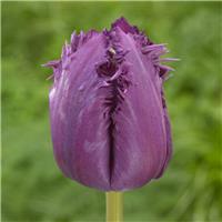 Tulipa Purple Jaws - Pack of 6