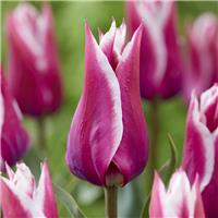 Tulipa Claudia - Pack of 6