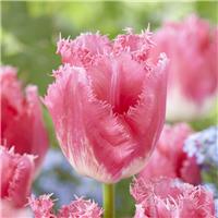 Tulipa Fancy Frills - Pack of 6
