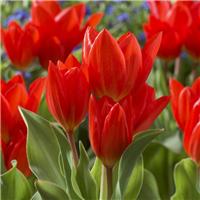 Tulipa praestans Fusilier - Pack of 6
