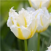 Tulip Lemon Beauty- Pack of 6