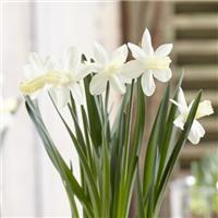 Narcissus Snow Baby - Pack of 8 Bulbs