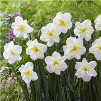 Narcissus Lemon Beauty - Pack of 10 Bulbs