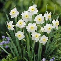 Narcissus Segovia - Pack of 10 Bulbs