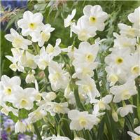 Narcissus Silver Chimes - Pack of 10 Bulbs