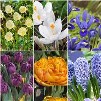 Starry Night Designer Collection - 45 Bulbs