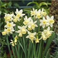 Narcissus Lemon Drops - Pack of 8 Bulbs