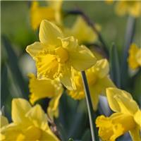 Narcissus Tamara - Pack of 10 Bulbs