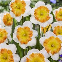 Narcissus Zinzi - Butterfly Daffodil - Pack of 8 Bulbs