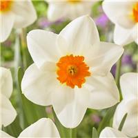 Narcissus Joyce Spirit - Pack of 10 Bulbs