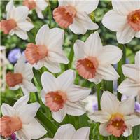 Narcissus Iwona - Pack of 10 Bulbs