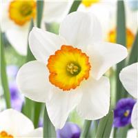 Narcissus Flower Record - Pack of 10 Bulbs
