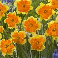 Narcissus Congress - Pack of 10 Bulbs